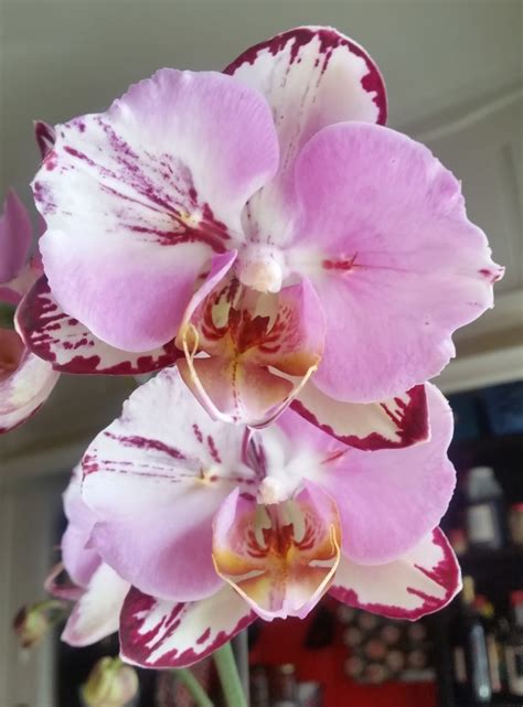 Witnessing the Enchantment: Phalaenopsis Orchids in Magical Artwork